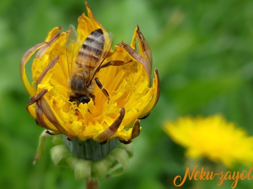 Abeja-sobre-diente-de-leon