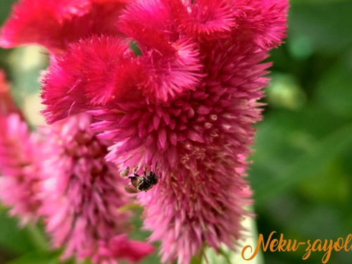 Scaptotrigona-Mexicana